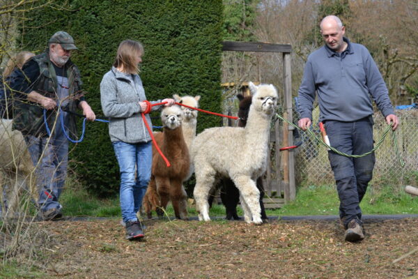 Spaziergang mit unseren Alpakas – Bild 2